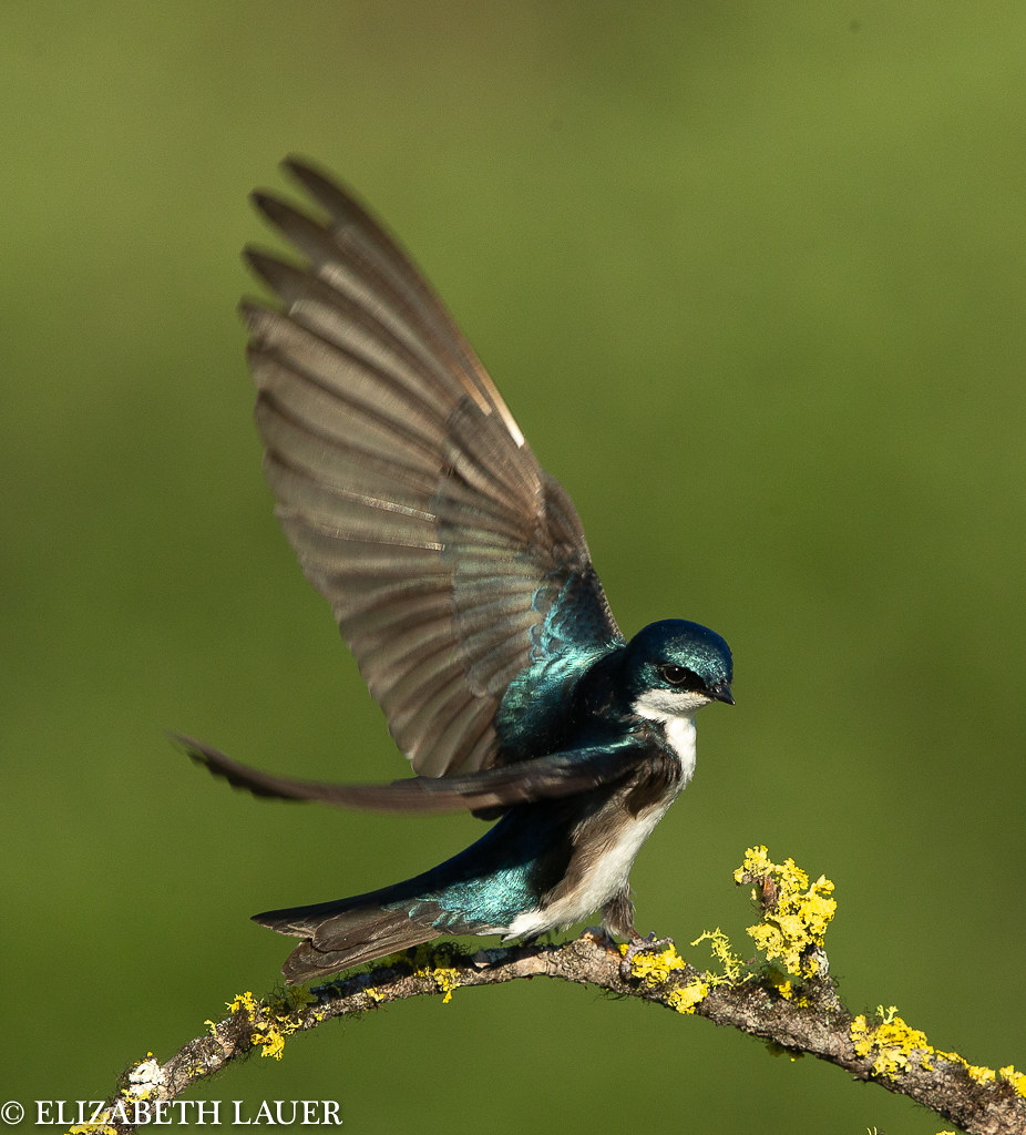 Tree Swallow with open wings. Taken near Kamloops, BC ...