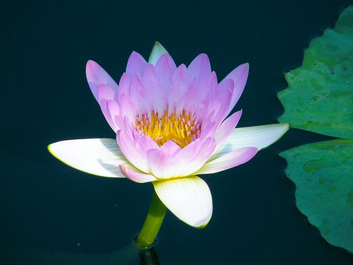 Pink Waterlily | Stanley Zimny (Thank You for 44 Million views) | Flickr