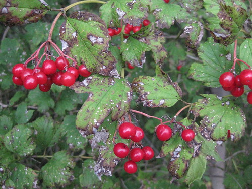 Berries on the Shrub | Meagan Hanes | Flickr