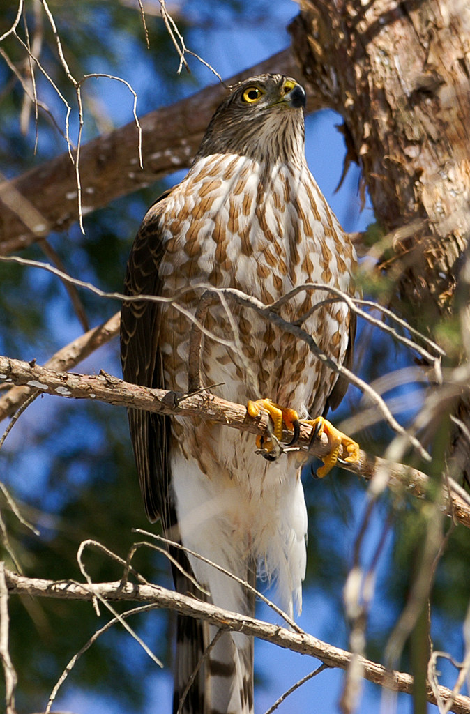 Hawks | Flickr