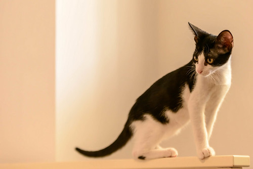 Lucero, gatito blanquinegro activo y divertido esterilizado, nacido en Junio´19, en adopción. Valencia. ADOPTADO. 48708563197_e2bab01565