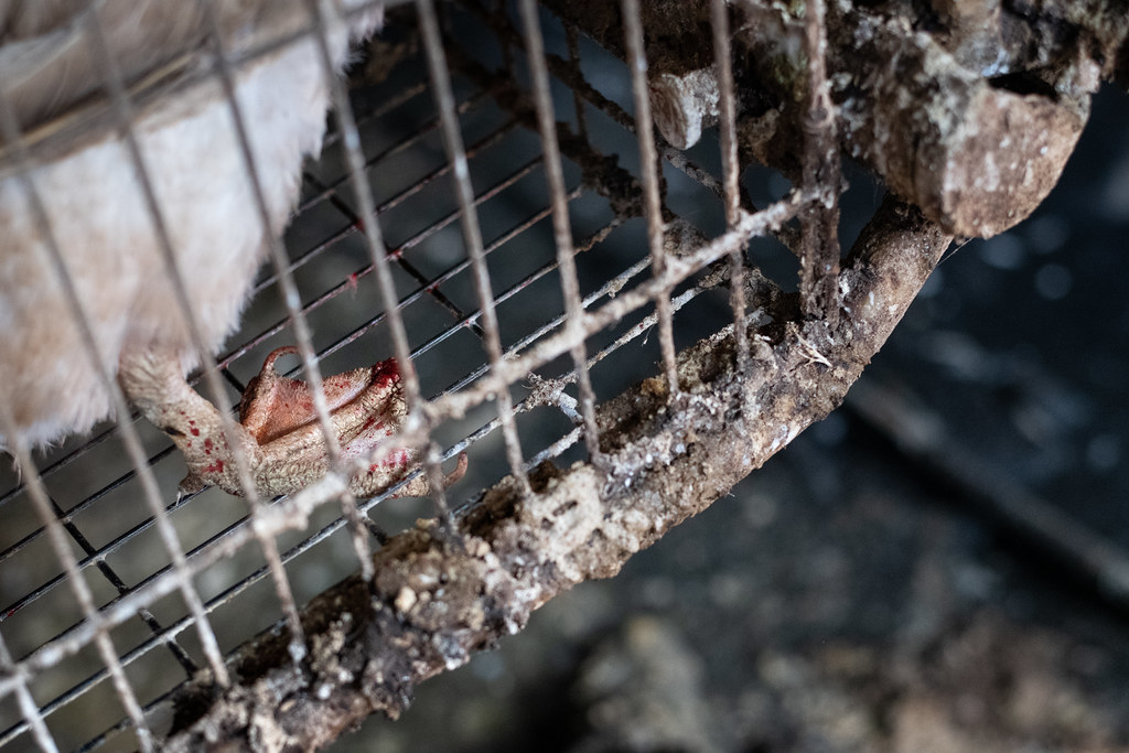 鴨子關在格子籠裡，導致鴨的腳蹼因過度乾裂與不斷摩擦鐵絲而流血。圖片來源：台灣動物社會研究會