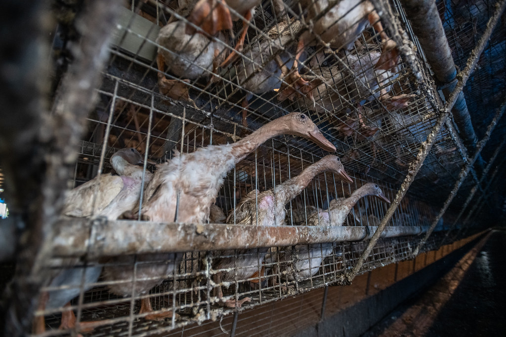 被譽為國寶的「褐色菜鴨」被塞籠虐待飼養。圖片來源：台灣動物社會研究會