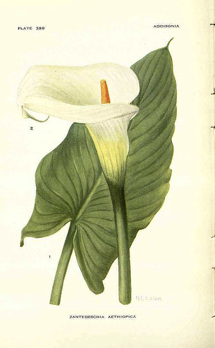 Zantedeschia aethiopica 
