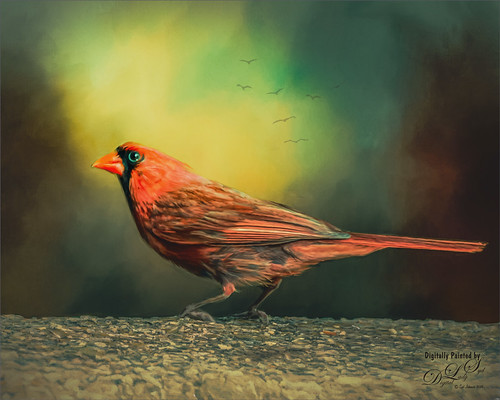 Image of a Cardinal Bird taken at the Smithsonian National Zoo in Washington, DC